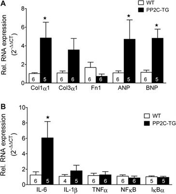 Initial Characterization of Stressed Transgenic Mice With Cardiomyocyte-Specific Overexpression of Protein Phosphatase 2C